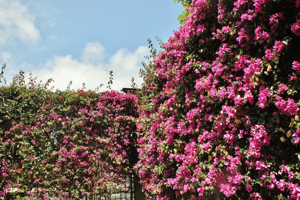 Foto: Jardin botanico - Puerto de la Cruz (Santa Cruz de Tenerife), España