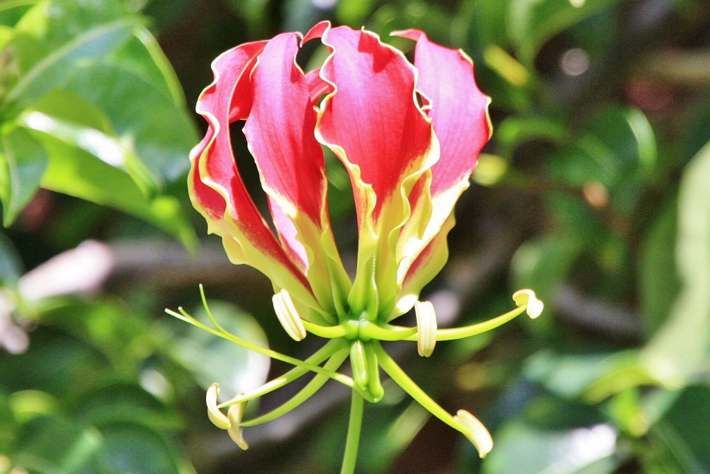 Foto: Jardin botanico - Puerto de la Cruz (Santa Cruz de Tenerife), España