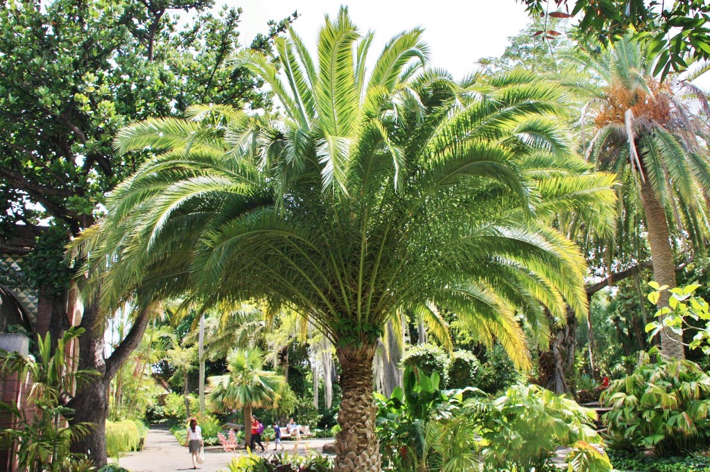 Foto: Jardin botanico - Puerto de la Cruz (Santa Cruz de Tenerife), España