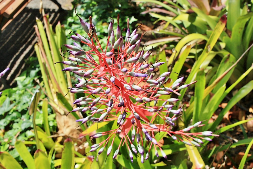 Foto: Jardin botanico - Puerto de la Cruz (Santa Cruz de Tenerife), España
