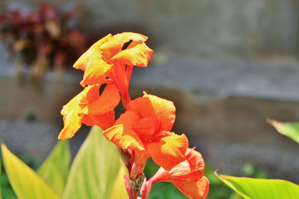 Foto: Jardin botanico - Puerto de la Cruz (Santa Cruz de Tenerife), España