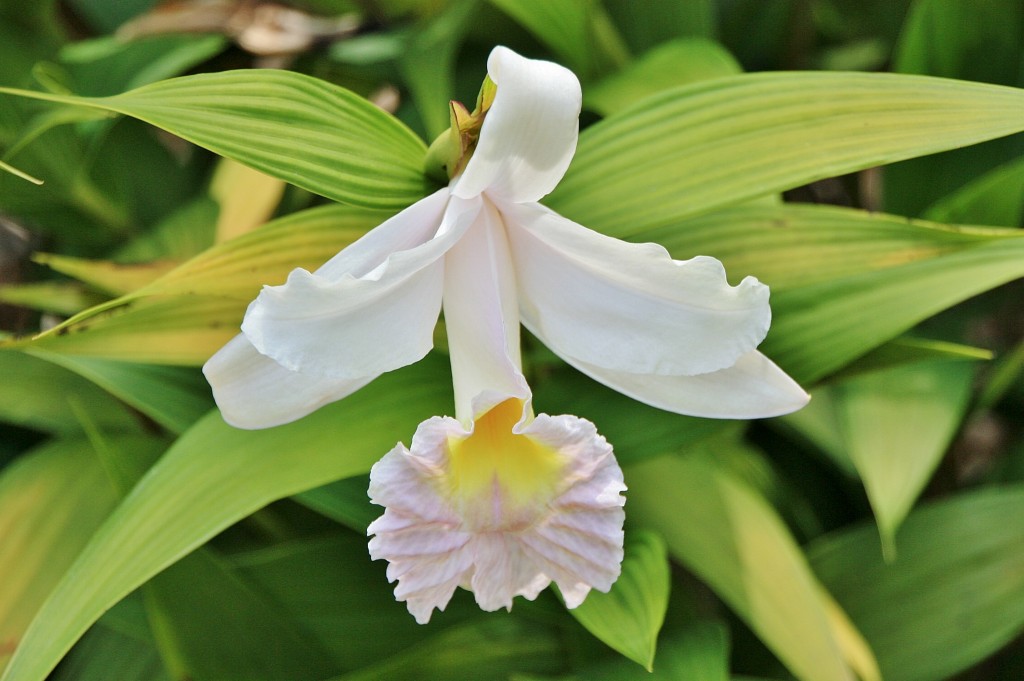 Foto: Jardin botanico - Puerto de la Cruz (Santa Cruz de Tenerife), España