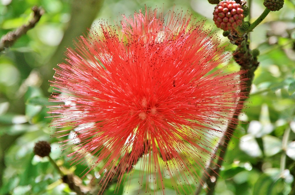 Foto: Jardin botanico - Puerto de la Cruz (Santa Cruz de Tenerife), España