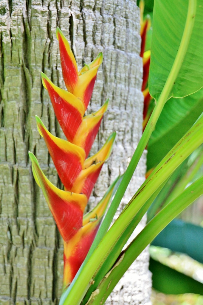 Foto: Jardin botanico - Puerto de la Cruz (Santa Cruz de Tenerife), España
