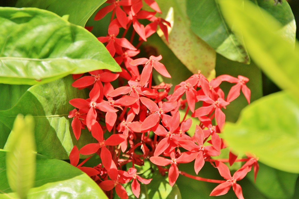 Foto: Jardin botanico - Puerto de la Cruz (Santa Cruz de Tenerife), España