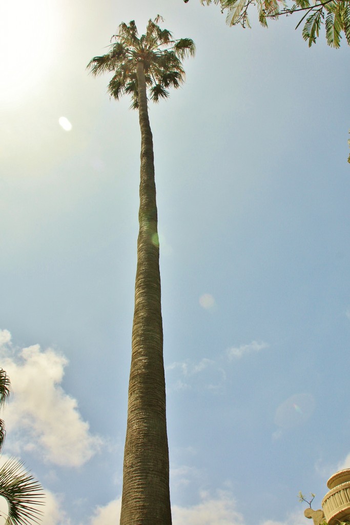 Foto: Jardin botanico - Puerto de la Cruz (Santa Cruz de Tenerife), España