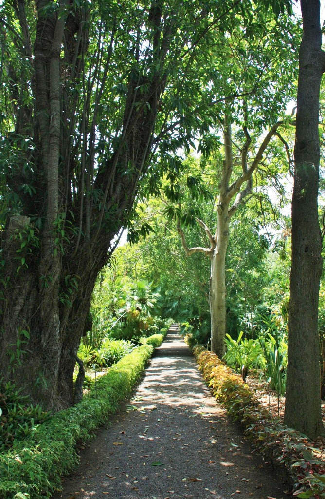 Foto: Jardin botanico - Puerto de la Cruz (Santa Cruz de Tenerife), España