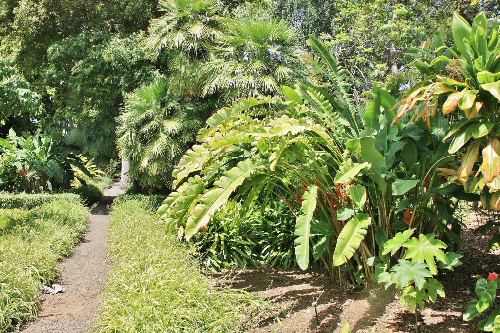 Foto: Jardin botanico - Puerto de la Cruz (Santa Cruz de Tenerife), España