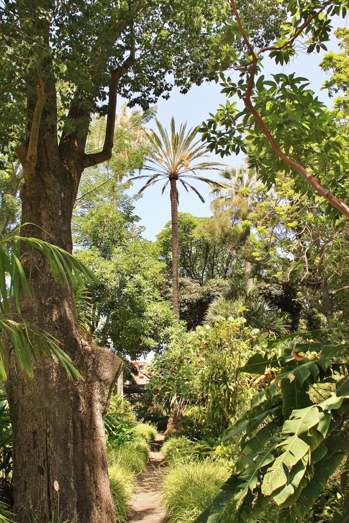 Foto: Jardin botanico - Puerto de la Cruz (Santa Cruz de Tenerife), España