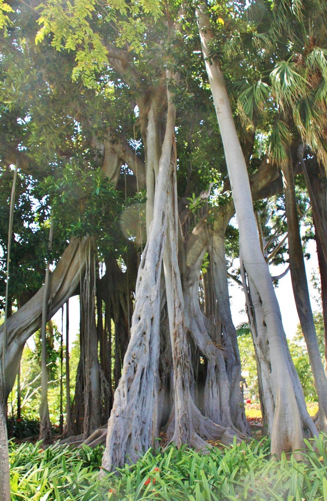 Foto: Jardin botanico - Puerto de la Cruz (Santa Cruz de Tenerife), España
