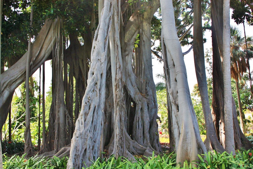 Foto: Jardin botanico - Puerto de la Cruz (Santa Cruz de Tenerife), España