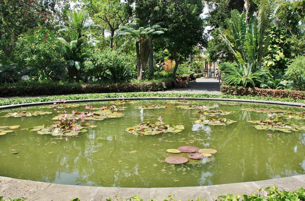 Foto: Jardin botanico - Puerto de la Cruz (Santa Cruz de Tenerife), España