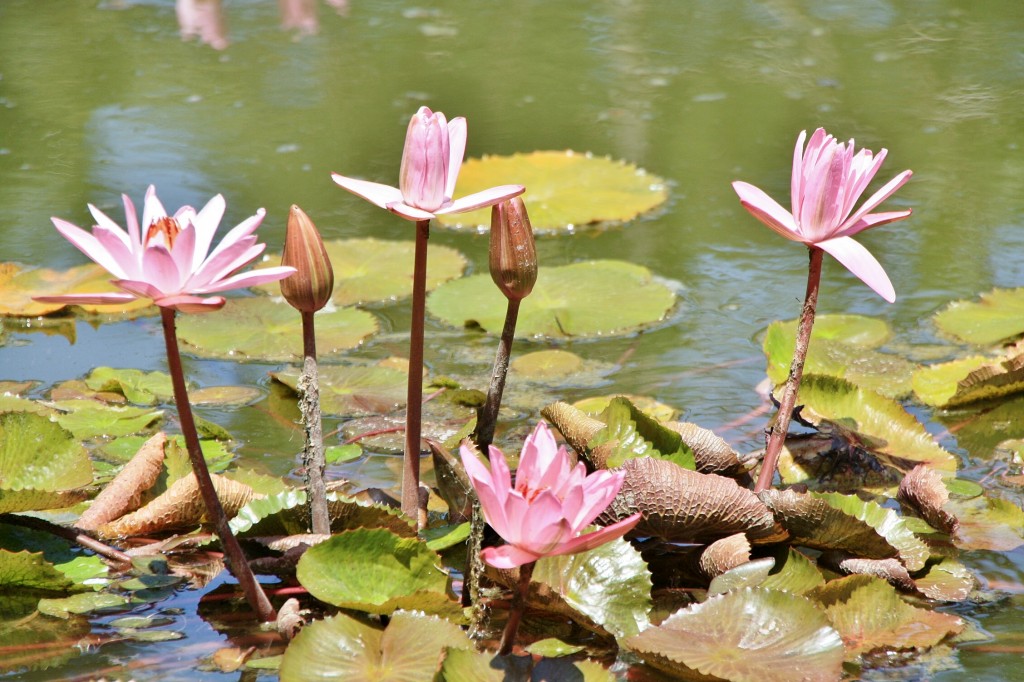 Foto: Jardin botanico - Puerto de la Cruz (Santa Cruz de Tenerife), España