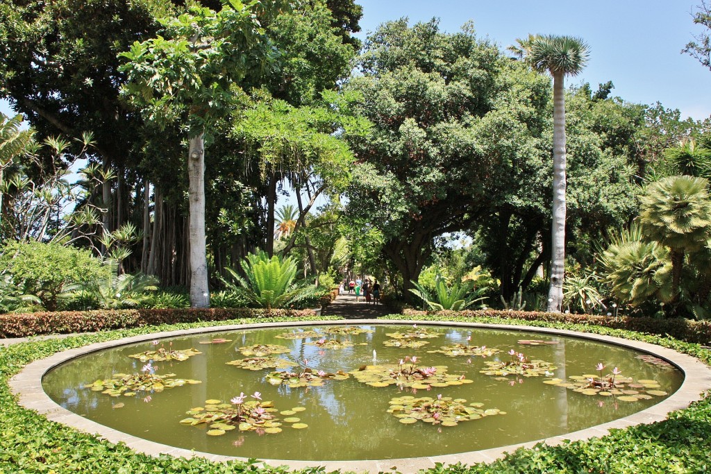 Foto: Jardin botanico - Puerto de la Cruz (Santa Cruz de Tenerife), España
