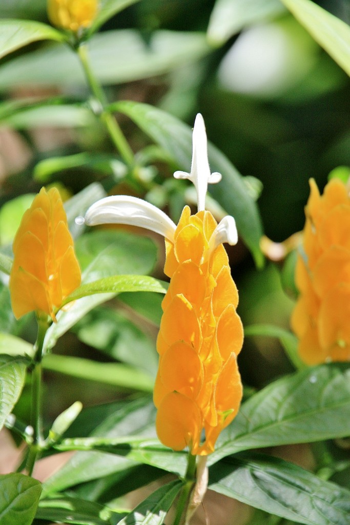 Foto: Jardin botanico - Puerto de la Cruz (Santa Cruz de Tenerife), España