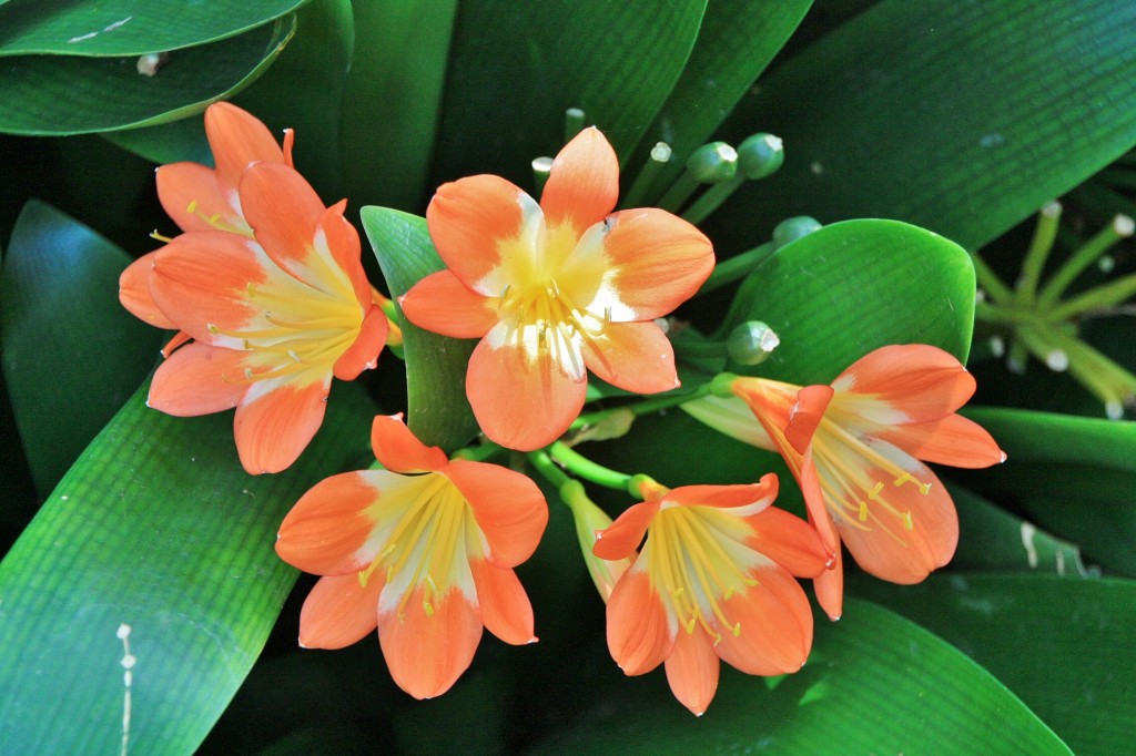 Foto: Jardin botanico - Puerto de la Cruz (Santa Cruz de Tenerife), España