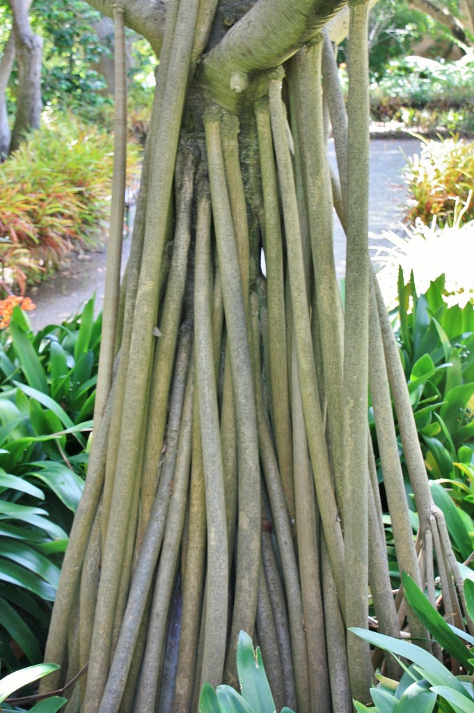 Foto: Jardin botanico - Puerto de la Cruz (Santa Cruz de Tenerife), España