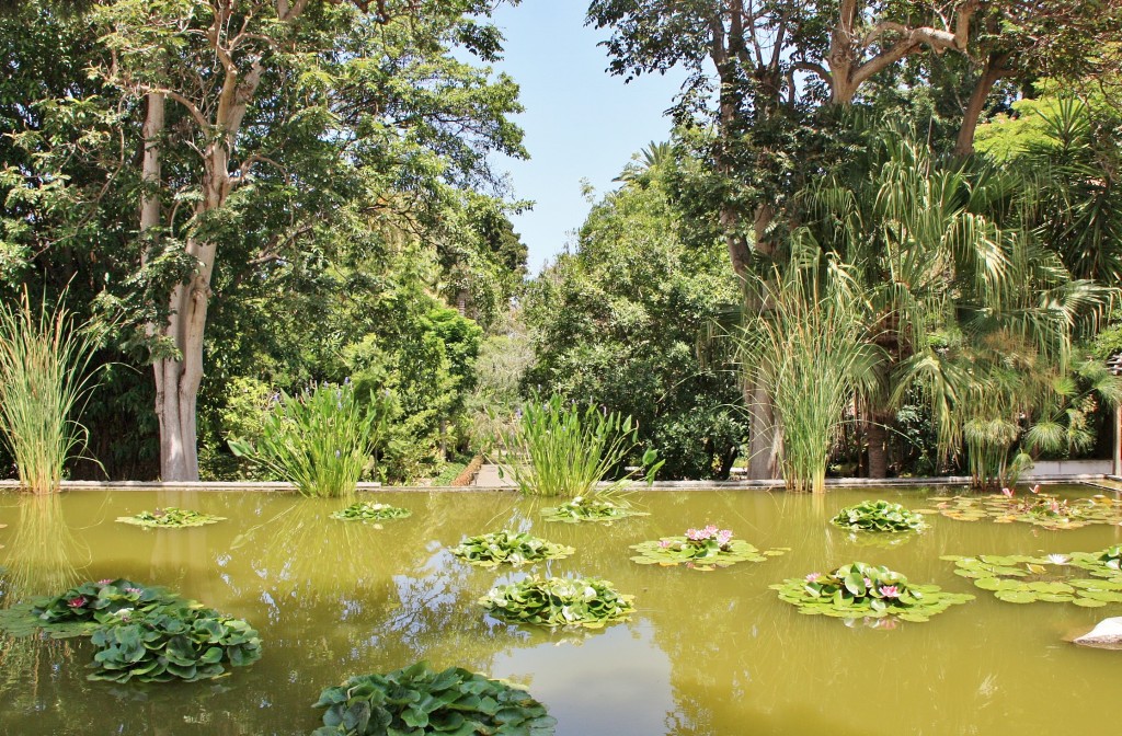 Foto: Jardin botanico - Puerto de la Cruz (Santa Cruz de Tenerife), España
