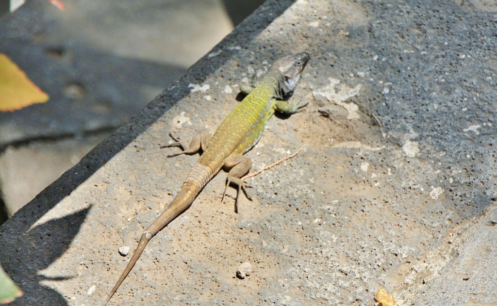 Foto: Jardin botanico - Puerto de la Cruz (Santa Cruz de Tenerife), España