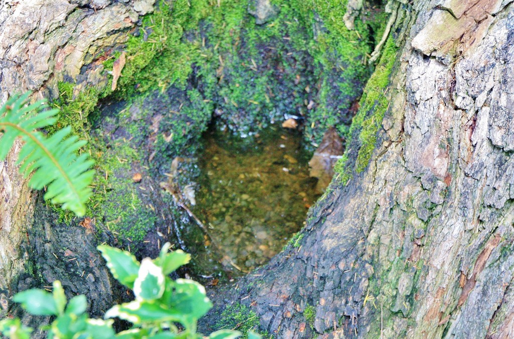 Foto: Jardin botanico - Puerto de la Cruz (Santa Cruz de Tenerife), España