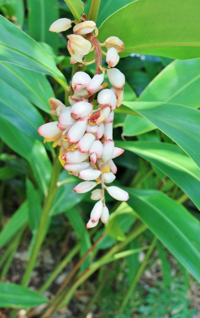 Foto: Jardin botanico - p (Santa Cruz de Tenerife), España