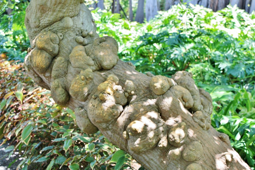 Foto: Jardin botanico - Puerto de la Cruz (Santa Cruz de Tenerife), España