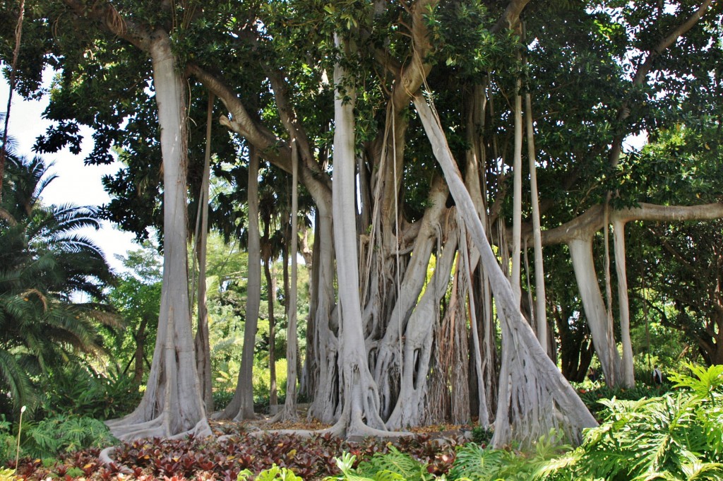 Foto: Jardin botanico - Puerto de la Cruz (Santa Cruz de Tenerife), España