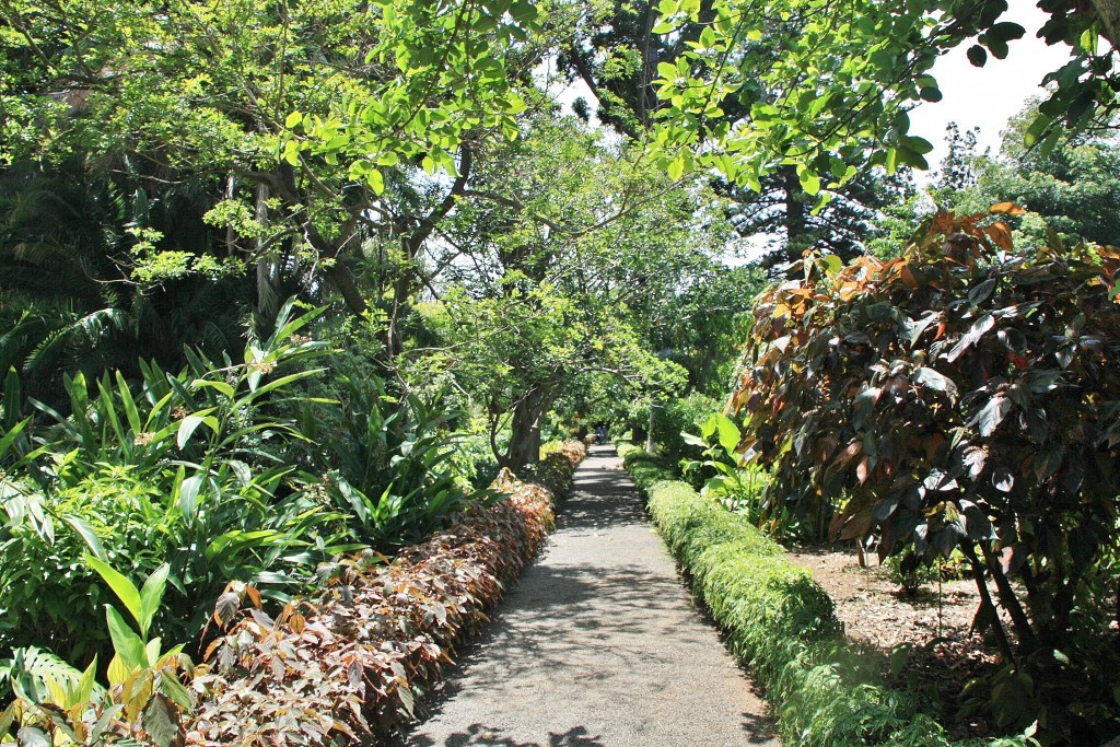 Foto: Jardin botanico - Puerto de la Cruz (Santa Cruz de Tenerife), España