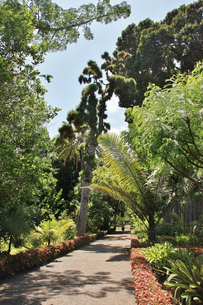Foto: Jardin botanico - Puerto de la Cruz (Santa Cruz de Tenerife), España