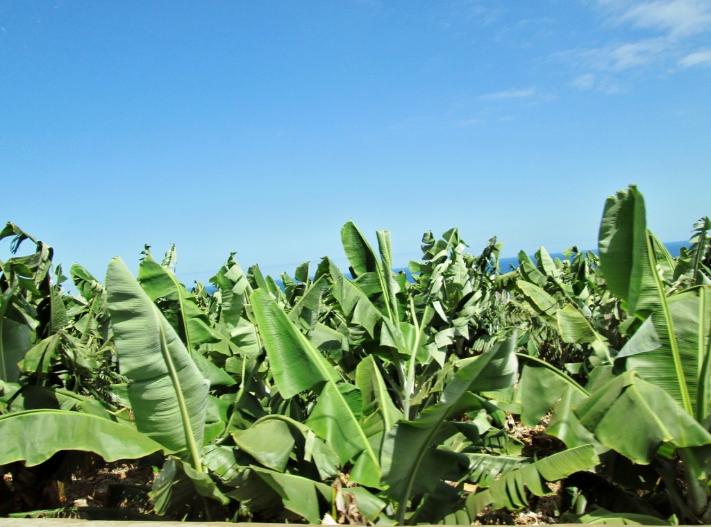 Foto: Paisaje - Buenavista (Santa Cruz de Tenerife), España