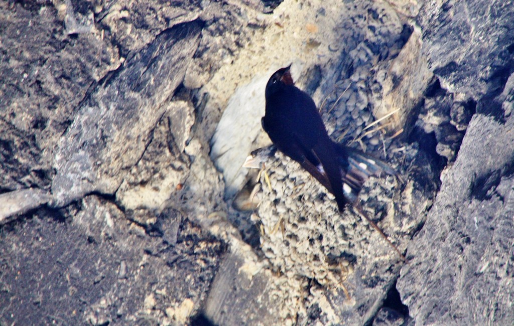Foto: Golondrina - Escalò (Lleida), España