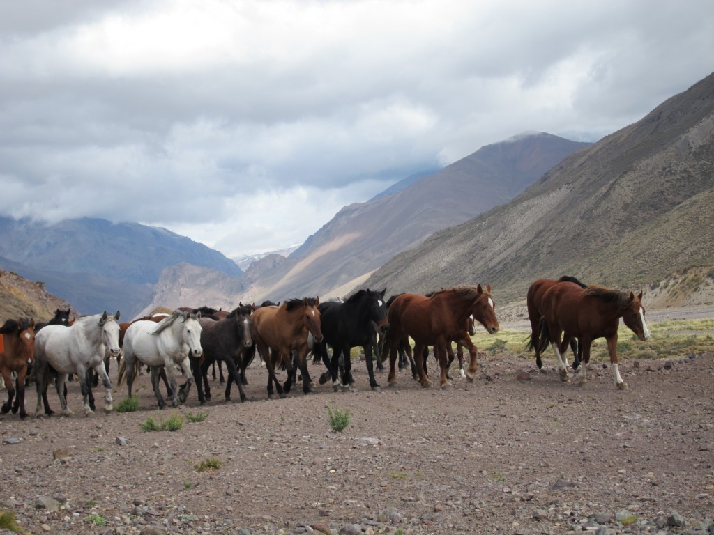 Foto: Arreo de caballos - Malargüe (Mendoza), Argentina