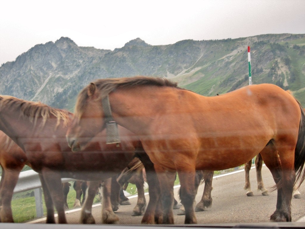 Foto: Caballos - Esterri d´Aneu (Lleida), España