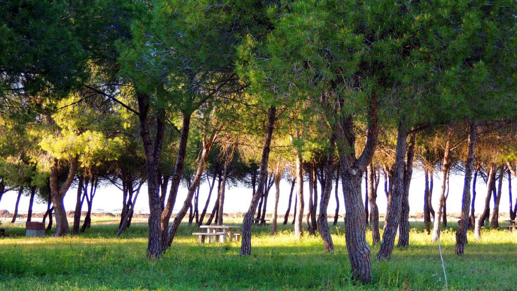 Foto de Sacramento (Sevilla), España