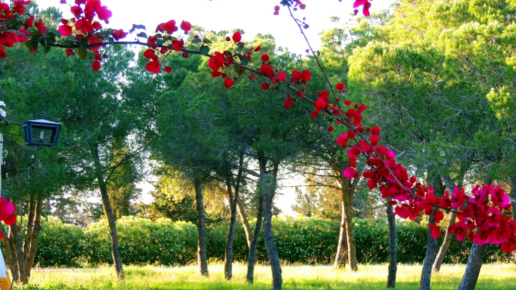 Foto de Sacramento (Sevilla), España