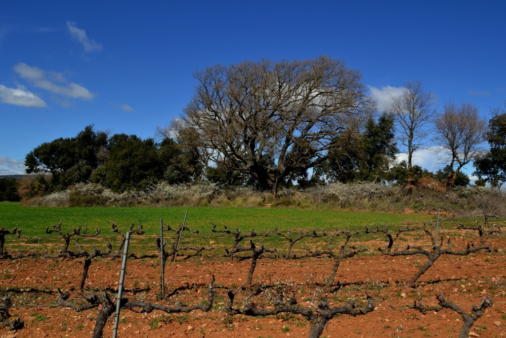 Foto: Roble y viñas. - La Llacuna (Barcelona), España