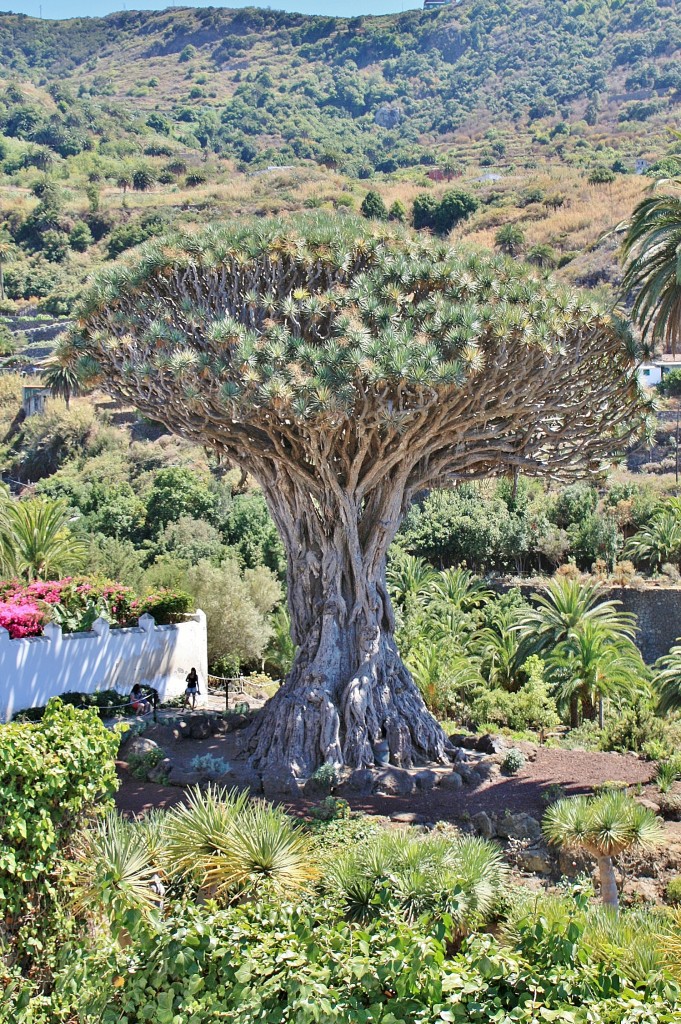 Foto: Drago - Icod de los Vinos (Santa Cruz de Tenerife), España