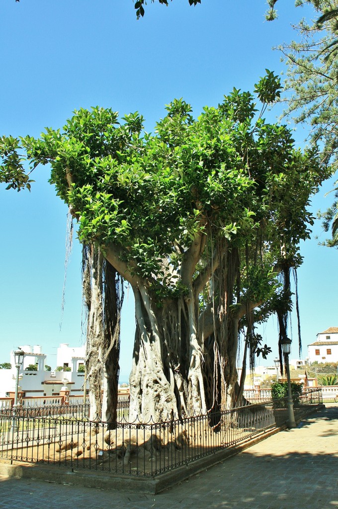 Foto: Centro histórico - Icod de los Vinos (Santa Cruz de Tenerife), España