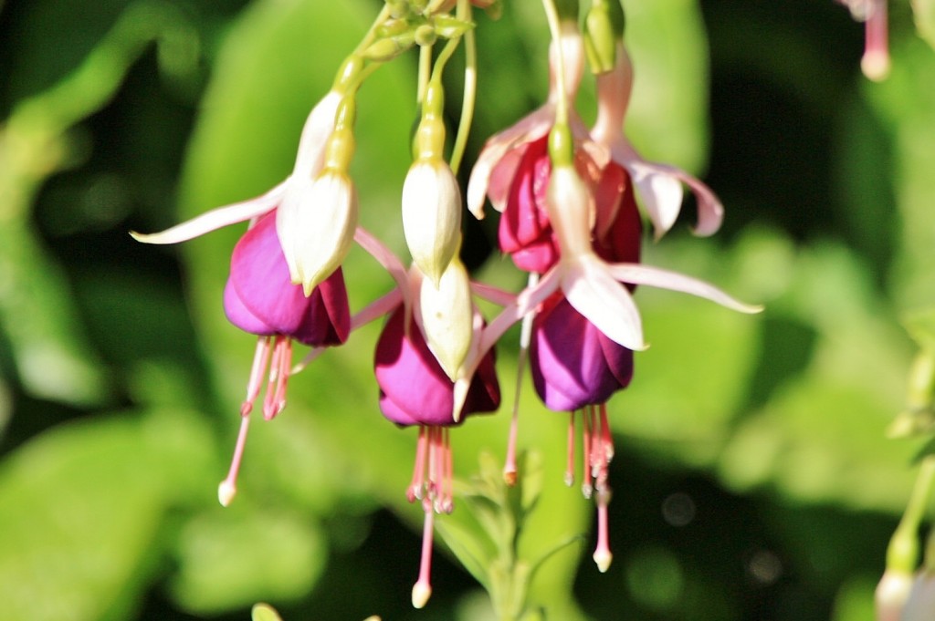 Foto: Flor - La Orotava (Santa Cruz de Tenerife), España