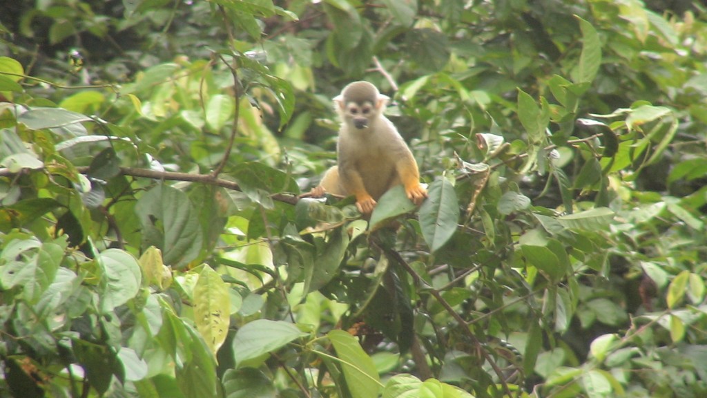 Foto: mono barizo - Cuyabeno (Sucumbios), Ecuador