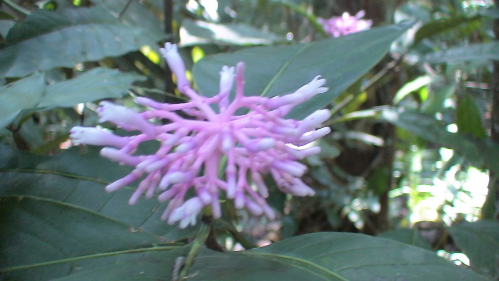 Foto: flora - Cuyabeno (Sucumbios), Ecuador