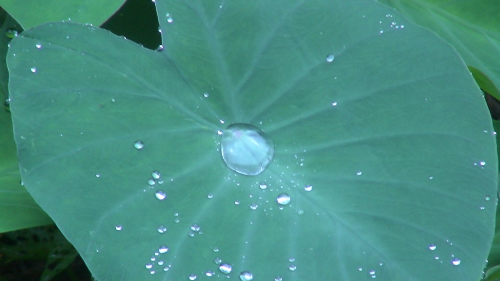 Foto: flora - Cuyabeno (Sucumbios), Ecuador