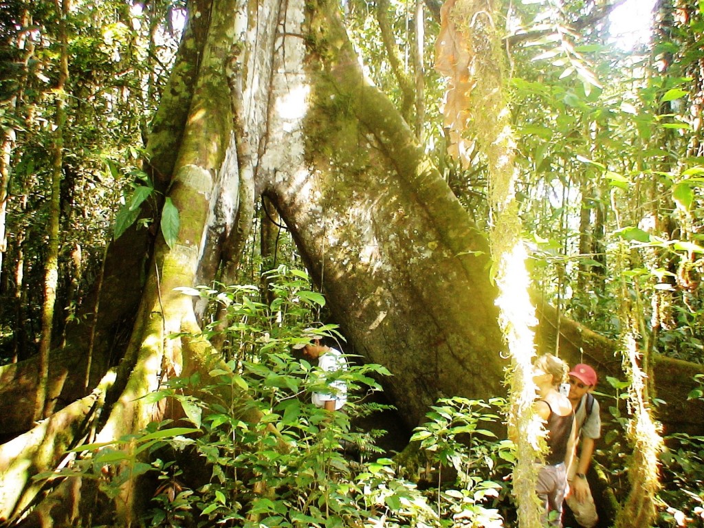 Foto: arboles - Cuyabeno (Sucumbios), Ecuador