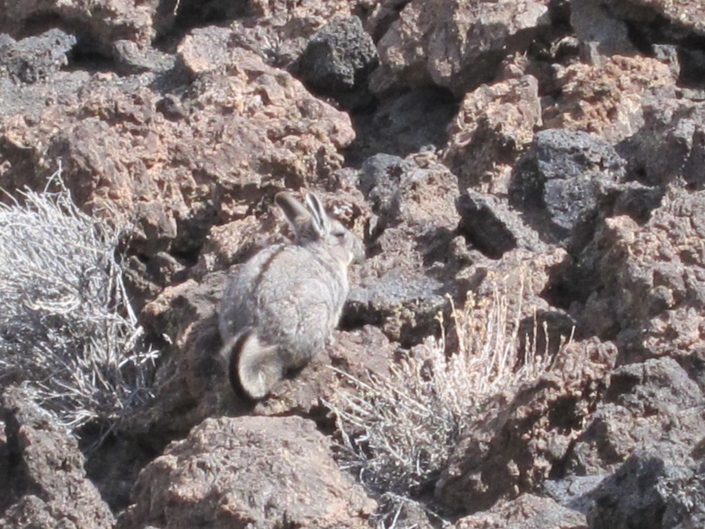 Foto: Chinchillón - Malargüe (Mendoza), Argentina