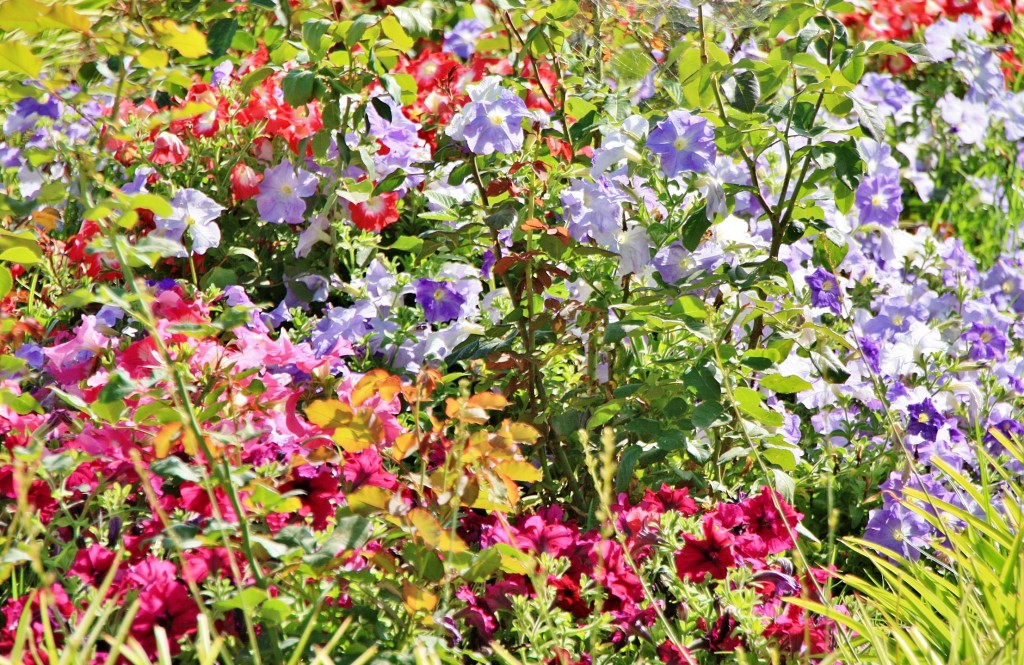 Foto: Jardines del Marquesado - La Orotava (Santa Cruz de Tenerife), España