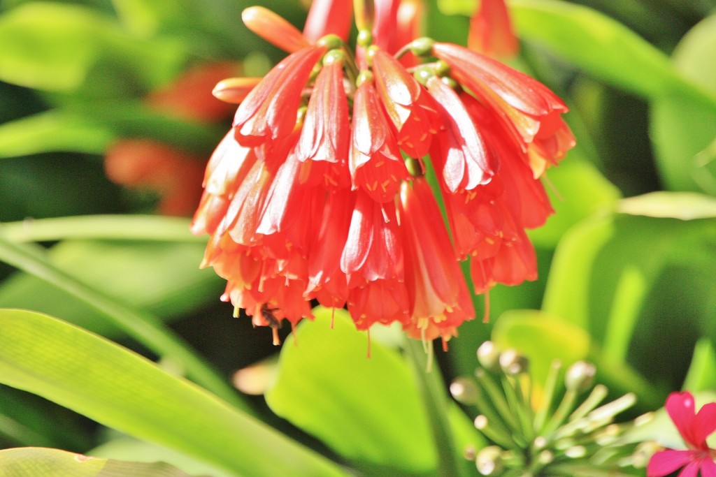 Foto: Jardines del Marquesado - La Orotava (Santa Cruz de Tenerife), España