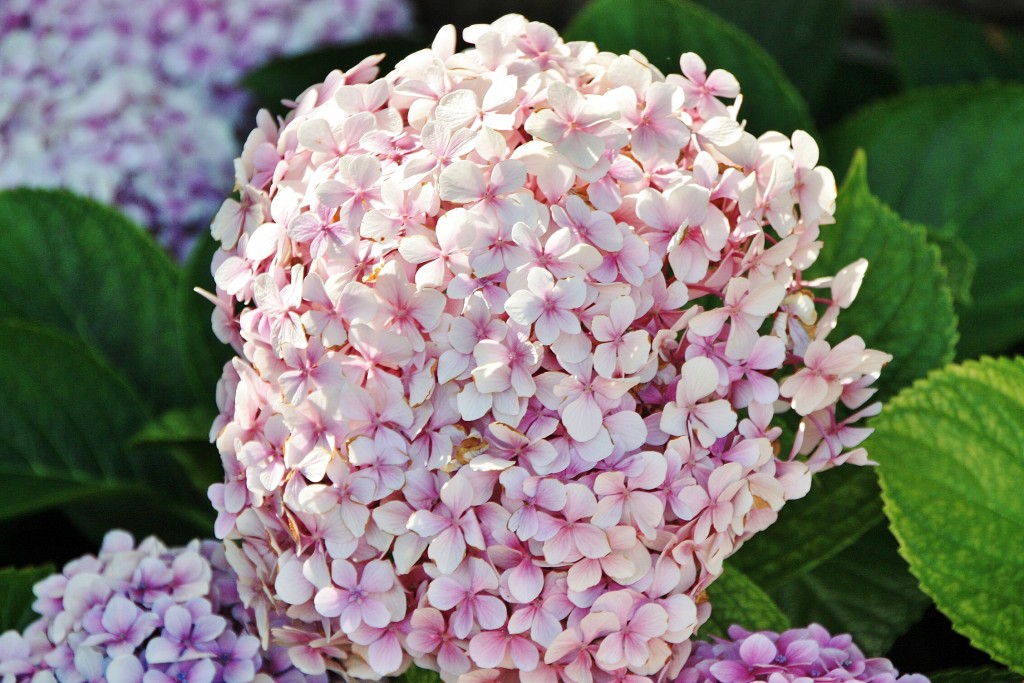 Foto: Jardines del Marquesado - La Orotava (Santa Cruz de Tenerife), España