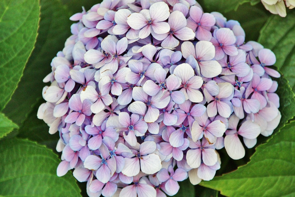 Foto: Jardines del Marquesado - La Orotava (Santa Cruz de Tenerife), España
