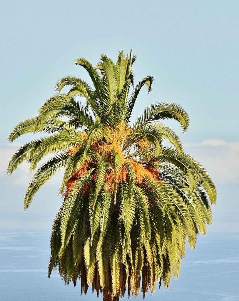 Foto: Jardines del Marquesado - La Orotava (Santa Cruz de Tenerife), España