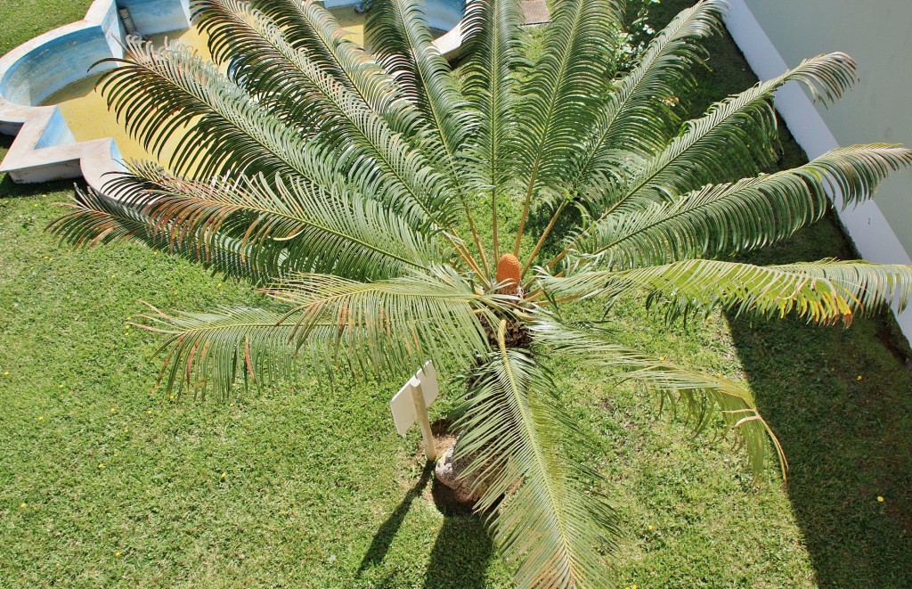 Foto: Jardines del Marquesado - La Orotava (Santa Cruz de Tenerife), España